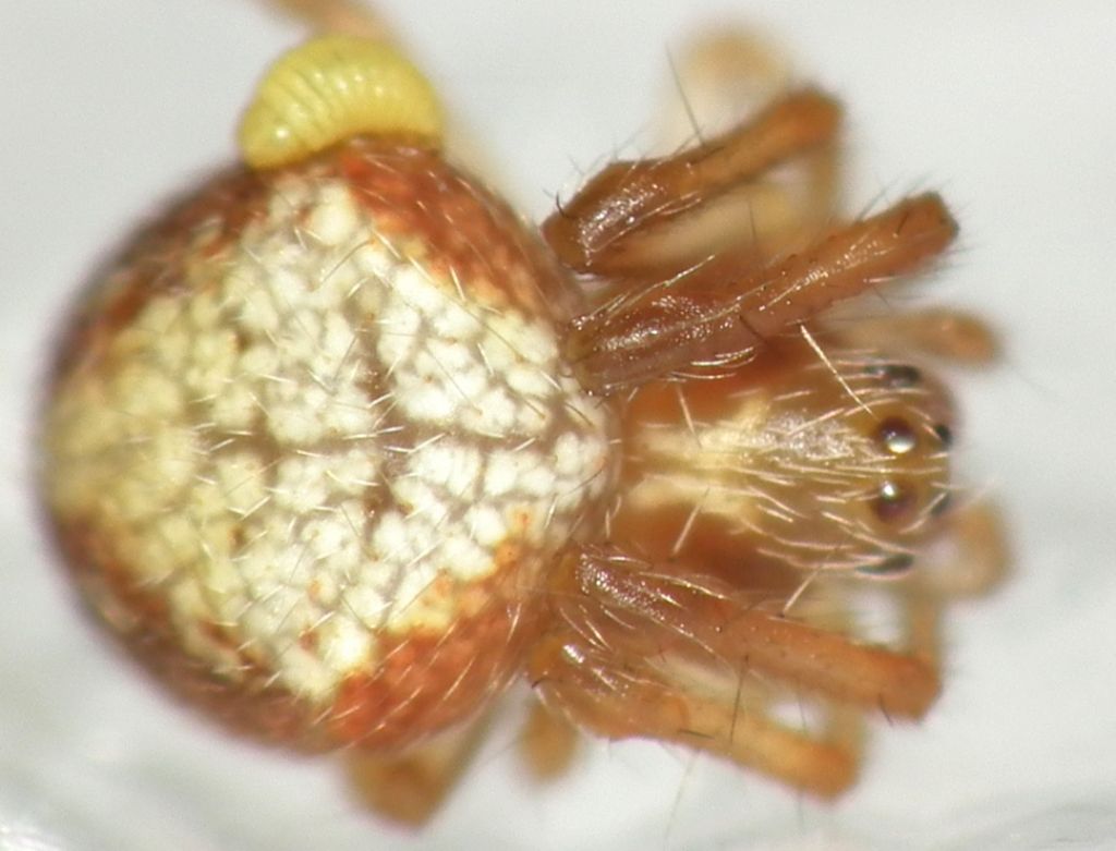 Araneidae ID